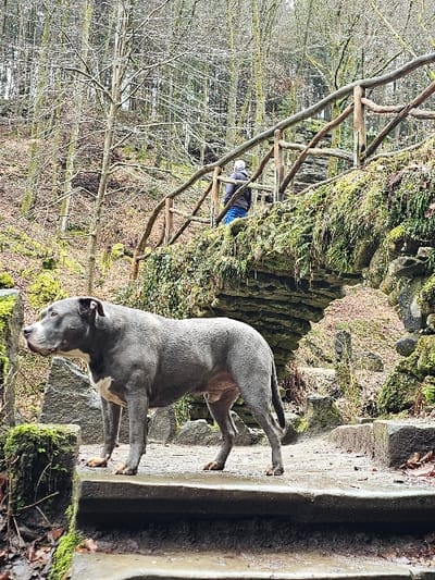 The scene is located outdoors in Waldbillig, Luxembourg, within a natural, forested environment. In the foreground, a grey-coated dog, possibly an American Bully or similar breed, with a distinct white patch on its chest, stands in profile on wet, irregular stone steps. The dog faces left, its ears erect. In the mid-ground, a lone individual, viewed from behind, stands on a rustic stone arch bridge. This person wears a dark jacket, blue trousers, and a light-colored beanie, facing away from the camera. The bridge is constructed from rough stones, heavily overgrown with green moss, and features a handrail made of natural, curved wooden branches. The background consists of a dense, bare deciduous forest, with the ground beneath and around the bridge covered in fallen leaves and exposed moss-covered rocks, indicating a damp or wet environment, consistent with late autumn or winter conditions. No direct interaction between the dog and the person is apparent.