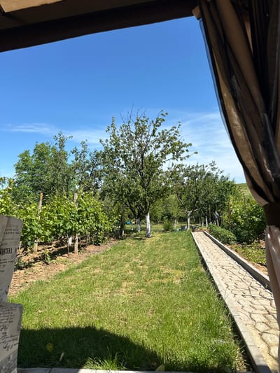 The image shows a view from under a tan-colored canopy, looking out over a garden in Kartozhabene, Bulgaria. The sky is blue with wispy clouds. In the middle ground are trees with green foliage, and at least one tree with a white-painted trunk. A row of grape vines is visible closer to the viewer, supported by wooden posts. To the right is a strip of green grass, bordered by a stone or concrete retaining wall. An indiscernible object with text on it appears in the bottom right corner of the frame. There are no people visible.