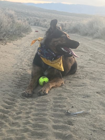 A dog is lying on its back in a sandy or dusty area. The dog is brown and black with a yellow bandana and is panting with its tongue out. A green tennis ball rests near its front paws. The background consists of low hills or dunes. The photo was taken in Hudson, United States.
