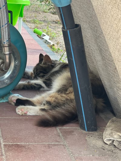 A tabby cat is resting under a pipe outdoors, in what appears to be a yard or garden area. The cat is lying on its side, partially obscured by the black pipe which has a blue stripe running along its length. The cat's fur is a mix of brown, black, and white, and its paws with pink pads are visible. Behind the cat, there are hints of greenery and what looks like a paved area with red bricks. In the foreground, there are parts of what seem to be plumbing fixtures, including a blue circular object and a metal braided hose. The lighting suggests it is daytime.