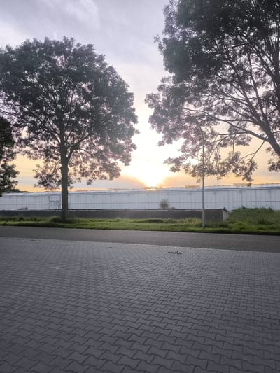 The image depicts a street-level view in Almere, Netherlands, featuring a paved area in the foreground with interlocking bricks. Beyond this, a strip of grass separates the pavement from a long, white greenhouse structure. The greenhouse extends horizontally across the mid-ground of the image. Two large trees with dense foliage frame the scene from the left and right, their branches reaching towards the sky. The sun is setting or rising behind the greenhouse, casting a warm glow and silhouetting the trees and the greenhouse. The sky above is partly cloudy with a soft, diffused light. A streetlamp stands in the foreground on the right side, near the greenhouse. No people are visible in the image.