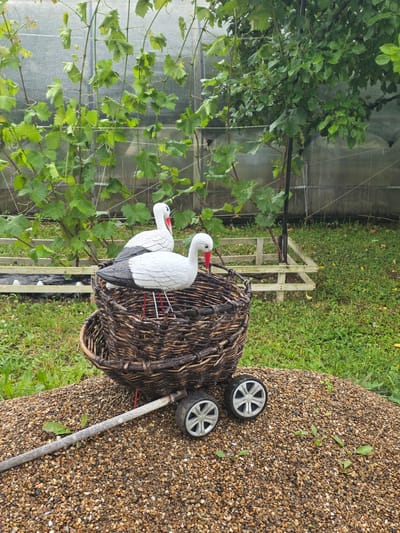 In a garden setting in Проводник, Russia, two decorative storks are perched inside a woven basket that sits atop a pile of gravel. The basket appears to be part of a trolley or cart, indicated by two small wheels visible at the front. The storks are predominantly white with black wings and red beaks. Behind the storks, a vine-covered structure with netting is visible, suggesting a greenhouse or similar cultivation area. The ground is covered in grass and scattered leaves. The overall scene is one of garden ornamentation and outdoor cultivation.