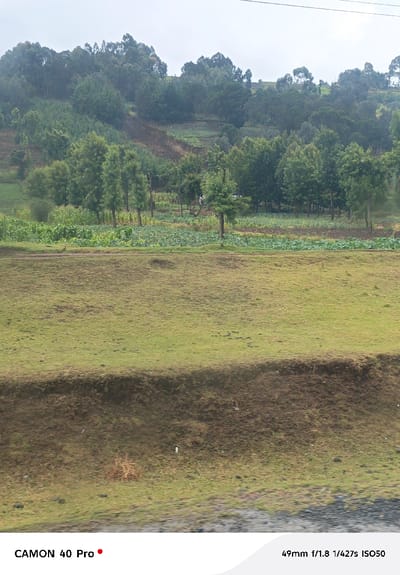The image depicts an agricultural and natural landscape in Naivasha East ward, Kenya, under an overcast sky. In the immediate foreground, a dark, moist ground surface transitions to a prominent, approximately one-foot-high, dark brown earthen bank. Above this bank, a wide, gently undulating field of light green, short-cropped grass extends horizontally across the lower third of the frame. Beyond the grassy field, a narrow dirt track or boundary line separates it from cultivated land. This midground area contains multiple rows of green leafy crops, possibly cabbage, and taller stalks consistent with maize, intermingled with scattered, slender trees. In the background, a large hill rises, its lower slopes featuring patches of cultivation and exposed reddish-brown soil, indicative of a potential erosion scar or cleared land. The upper slopes and crest of the hill are densely covered with dark green foliage, primarily tall trees, suggesting mature forestation. No people, animals, or man-made structures are visible. The overall scene reflects an agrarian environment characterized by mixed cultivation and natural woodland.