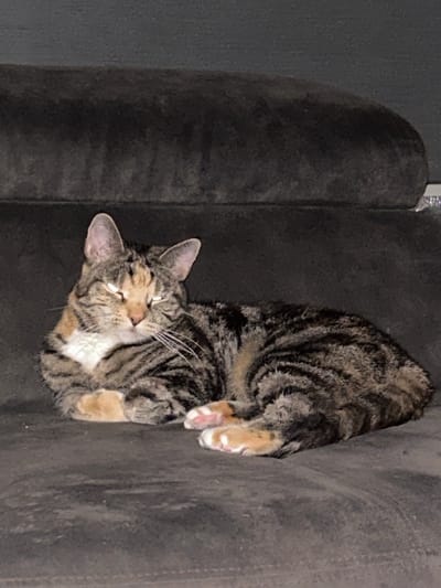 A tabby cat with light brown and black stripes, a white chest, and pink paw pads is lying curled up on a dark gray sofa. The cat's eyes are partially closed, and its ears are perked up. The sofa appears to be in a domestic setting, possibly a living room, and given the resolution and content of the image, it is not possible to determine the location within the city of Leiden, Netherlands. The lighting is dim, and the background is out of focus.