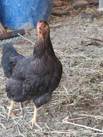 In Arimjan, Kyrgyzstan, a hen with dark gray and brown feathers stands on dry hay and dirt. Its legs are yellow and its beak is red and yellow. Behind the hen, a large blue container is visible, along with some farm tools. The scene appears to be outdoors, possibly in a farmyard or rural area.