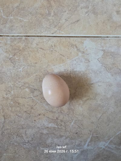 The image shows a single, light brown egg lying on a beige tiled floor. The tiles have a marbled pattern with brown and white streaks. A faint shadow of the egg is visible to its right. In the bottom right corner of the image, text reads "ivo.wf 26 юни 2026 г. 15:51". This indicates the image was taken on June 26, 2026, at 15:51. The location is specified as Chal, Bulgaria. There are no people, actions, or interactions depicted.