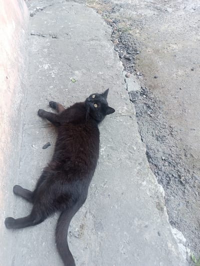 A black cat is lying on a concrete surface, stretched out on its back. The cat has bright yellow eyes and is looking upwards. Its paws are splayed outwards. The concrete surface appears to be part of a walkway or pavement, with a rough, gravelly area adjacent to it. There is a small green leaf on the concrete near the cat. The scene is outdoors, and the lighting suggests it is daytime. The overall impression is of a relaxed animal in an outdoor, urban or semi-urban environment. The location context is Yampil, Ukraine.
