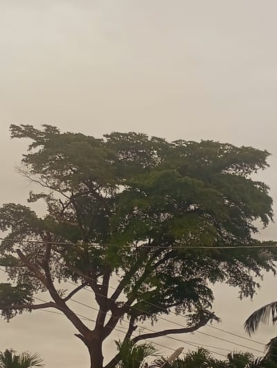 The image captures a large, leafy tree dominating the frame, its branches spread wide against a hazy, overcast sky. The tree's dark trunk and branches are visible, with dense foliage obscuring much of its structure. Below the tree, a few strands of electrical wires are strung across, and at the very bottom edge, hints of palm fronds suggest a tropical or sub-tropical environment. The scene appears to be an outdoor setting in Aketu-Oja, Nigeria, possibly a residential area or a public space where large trees are common. There are no people or visible signs of activity, creating a still and naturalistic atmosphere.