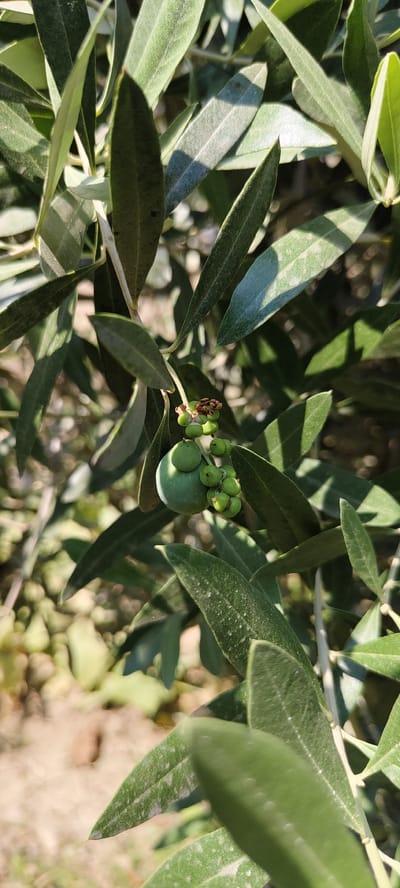 The image shows a close-up of a branch of an olive tree, with several unripe green olives and olive leaves. The olives are clustered together, with one larger olive prominently displayed and several smaller ones surrounding it. The leaves are elongated and dark green, with some showing signs of dust or powdery mildew. The background is blurred, suggesting a shallow depth of field, and consists of other foliage and a sandy or dry ground. The lighting indicates it is daytime, with sunlight casting shadows on the leaves. There are no people or animals visible in the image. The scene is likely in an outdoor environment, such as an orchard or garden. The image does not contain any specific landmarks or visual cues that would indicate its location in Namangan City, Uzbekistan.