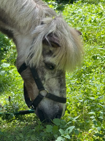 A close-up, vertical, outdoor, eye-level shot captures a pony with grey and white dappled fur and a shaggy mane grazing in a lush, green field. The pony is wearing a black halter with a silver ring. Its head is bowed as it eats the grass. The background is filled with dense green foliage, indicative of a natural outdoor setting. The lighting suggests it is daytime. The location is identified as Vorsma, Russia.