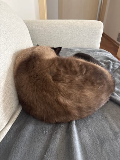 The image shows a cat curled up asleep on a sofa. The cat is a Siamese mix with brown and black fur. It is lying on a grey blanket that is draped over the sofa. The sofa is light grey and appears to be made of fabric. The background of the image is blurred, but it looks like a living room. There is a wooden shelf or cabinet visible in the upper left corner of the image. The overall impression is one of a peaceful and cozy domestic scene. The time of day is not specified, but the lighting suggests it might be daytime. The weather is not discernible from the image. The location context of Červená Píska, Czechia is provided, but there are no specific visual cues in the image that point to this location. There is no visible text in the image.