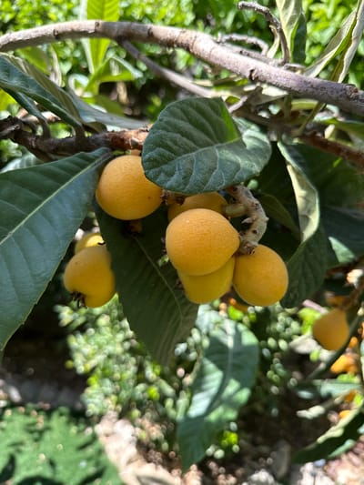 The image shows a cluster of loquat fruits (Eriobotrya japonica) growing on a branch. The fruits are yellow-orange and appear to be ripe. They are surrounded by large, dark green leaves that are characteristic of the loquat tree. The background is blurry, suggesting the image was taken outdoors in natural light. There are no people visible in the image. The location is specified as the city of Ariel, Palestinian Territories, but there are no contextual elements in the image that allow for that identification.