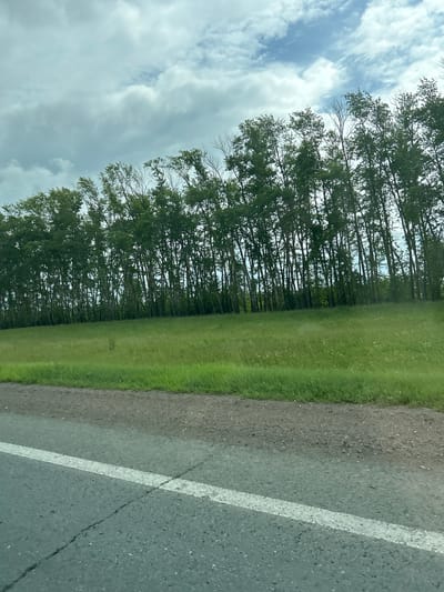 A photograph taken from a vehicle on a paved road shows a line of tall, slender trees with green leaves bordering a grassy field. The sky is overcast with clouds. The road is dark asphalt with a white line marking the lane. The grass is bright green and appears to be cut. The trees are densely packed and form a solid wall of foliage.