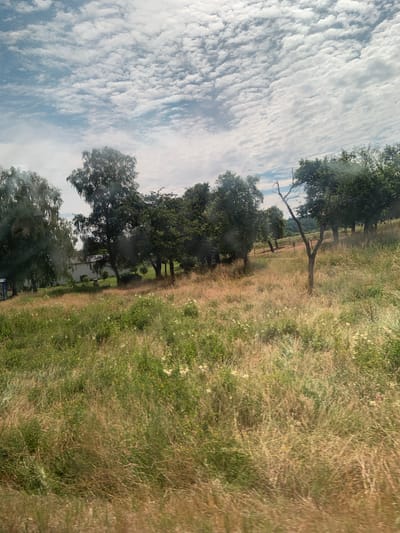The image depicts a rural landscape with a large field of tall, dry grass and scattered trees. The sky is filled with a pattern of puffy white clouds against a light blue background. In the mid-ground, a white building with a dark roof is visible behind a line of trees. Some of the trees are tall and leafy, while others are smaller or appear dead. The overall impression is one of a sunny, perhaps slightly windy day in the countryside.