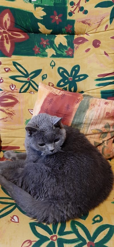 A gray cat is curled up and sleeping on a yellow couch with a floral pattern. The couch is decorated with green and maroon flowers. The cat's eyes are closed, and its head is resting on a patterned pillow. The pillow has vertical stripes of red, green, and yellow. The scene is indoors, likely in a home in Былина Снт, Russia. The time of day and weather are not discernible from the image. There is no visible text in the image.