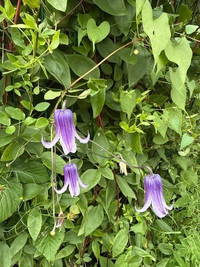 The image shows a close-up of purple clematis flowers blooming on a vine. The flowers are bell-shaped with pointed petals and a fringed edge. They are surrounded by lush green foliage. The background is a dense wall of leaves and vines, suggesting a garden setting. The lighting is natural and diffused, creating soft shadows. The image is focused on the flowers, with the background slightly blurred. There are no people or animals visible in the image. The scene appears to be in a garden in Птицевод-2 Снт, Russia.