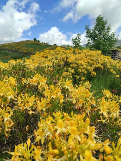The image depicts a hillside covered in vibrant yellow flowers, likely rhododendrons, under a bright blue sky with scattered white clouds. The flowers are dense and form a carpet of color across the rolling green landscape. In the background, a few trees are visible, along with the partial structure of a building under construction. The foreground is dominated by the close-up view of the yellow blossoms and their green foliage. The location is identified as Kumlistsikhe, Georgia. The scene appears to be a natural landscape, possibly a park or a rural area, with the construction site suggesting ongoing development. There are no people or specific actions captured in the image.