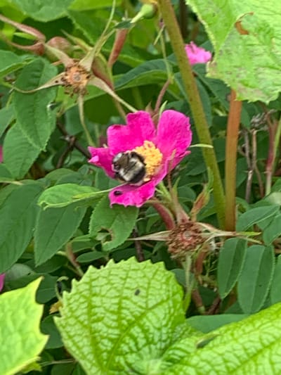 In Ustinovka, Russia, a bumblebee is nestled within the bright pink petals of a rose. The bee, with its characteristic black and yellow stripes, is positioned centrally on the flower's stamen. The rose itself is vibrant, contrasting with the surrounding green foliage and stems, some of which bear dried seed pods. The background is a blur of leaves and branches, indicative of a natural outdoor setting.