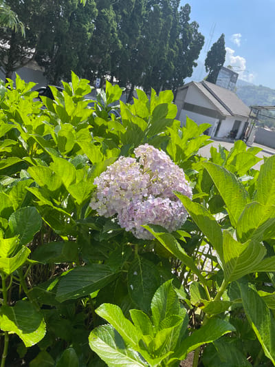 The image depicts a vibrant outdoor scene in Kayuambon, Indonesia, dominated by a large bush with lush green leaves and a central cluster of light pink and white hydrangea flowers in the foreground. Strong sunlight illuminates the foliage, creating distinct highlights and shadows. In the midground, behind the prominent greenery, a row of tall, dark green coniferous trees is visible along what appears to be a road. A small segment of a dark vehicle is partially obscured by the leaves, and a blue circular traffic sign with a white arrow pointing right is faintly discernible through the foliage. To the right, a modern, single-story building with a light-colored exterior and a dark, sloped roof stands beside a paved area or road. Above and behind this building, a large billboard sign is visible, displaying text that includes "THE FIRST 5 STAR" and "PROPERTY IN CIAMIS." Further in the background, under a clear blue sky with scattered white clouds, rolling hills or mountains extend into the distance, with what appears to be a utility pole or antenna structure visible against the sky. No people are present in the frame.