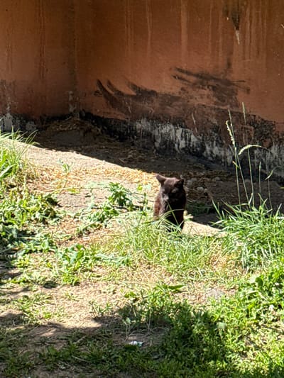 A black cat is peeking out from behind a patch of tall green grass. The cat is facing to the left of the frame, with its head and upper body visible. It appears to be looking down and slightly to the side. The background consists of a rough, textured wall on the left and more grass and dirt on the right. The lighting suggests it is daytime, with strong sunlight casting shadows. The scene is outdoors, likely in a natural or overgrown urban setting. There is no visible text.
