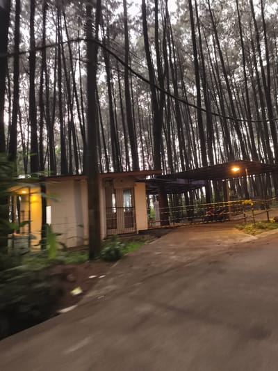 The image captures a dim, atmospheric scene within a dense forest of tall, slender trees, likely pines, under an overcast sky or during dusk/dawn. The photograph appears to be taken from a slightly moving vantage point, evidenced by the motion blur on the foreground road and some foliage.
In the mid-ground, a simple, light-colored building with an orange-brown roof edge is visible, illuminated by warm, yellow light emanating from its interior on the left side. Adjacent to this building, an open-sided, dark-roofed canopy structure extends, beneath which a warm, yellow street light casts a glow. Several motorcycles are parked under this canopy, behind a yellow barricade or tape.
The foreground consists of a paved road or path, curving slightly to the right. Green foliage and undergrowth are scattered around the building and along the road's edges. The dense tree canopy dominates the upper portion of the frame, with the muted sky visible in patches between the trunks. The scene suggests an entrance or facility within a wooded area, likely in Babakan Madang, Indonesia. No discernible text is visible.