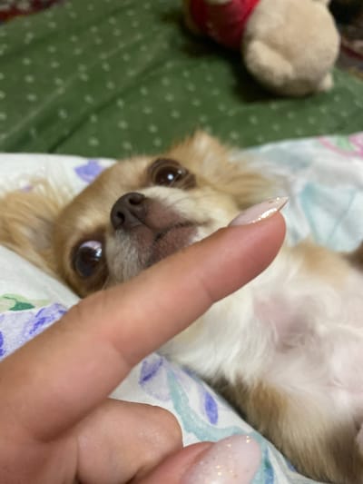 A close-up, eye-level shot shows a small, light brown chihuahua dog lying on its back on a bedspread patterned with purple and blue flowers and green fabric with white polka dots. The dog's head is tilted upwards, and its eyes are wide open, looking directly at the camera. A human index finger, adorned with a light pink nail polish featuring subtle glitter, extends from the bottom left of the frame, positioned near the dog's snout. The dog appears to be resting on a white pillow with floral accents. The background is slightly blurred, but a soft toy with red and beige elements is partially visible. The image captures a moment of interaction between the human and the dog, with the finger's proximity suggesting a playful or affectionate gesture. The scene is indoor and domestic, likely a bedroom. There are no discernible geographical markers to indicate the specific location within Andzhiyevsky, Russia.