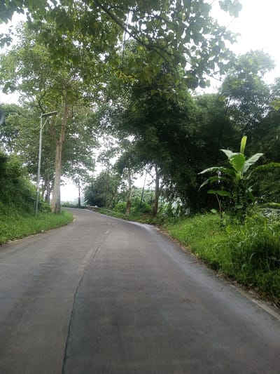 The scene depicts a winding, grey paved road in Eheliyagoda, Sri Lanka, curving leftwards into the mid-distance under an overcast sky. The road surface exhibits a prominent longitudinal crack starting in the foreground and extending towards the bend. The environment is heavily vegetated, characterized by lush green foliage. On the left side, a steep, grassy embankment rises, bordered by tall trees with light-colored trunks and dense green canopies. A street light or utility pole is visible among these trees on the left. The right side of the road features a denser cluster of tropical vegetation, including tall bamboo, thick undergrowth, and a distinct banana plant with broad green leaves positioned closer to the foreground. No individuals, vehicles, or explicit interactions are present in the visible area. The overall impression is that of a rural or semi-rural thoroughfare.