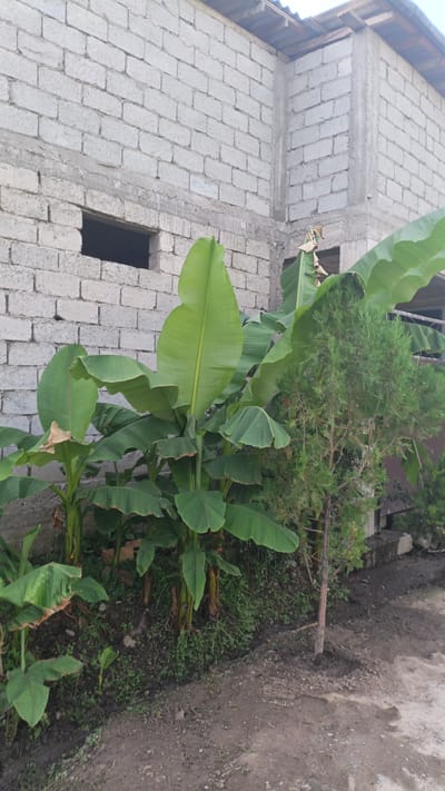 In the city of Нуъмон Розиқ, Tajikistan, a construction site features a partially built building constructed with grey cinder blocks. A window opening is visible on the left side of the building. In front of the building, several banana plants with large green leaves are growing. To the right of the banana plants, a small evergreen tree stands. The ground in front of the building and plants is dirt and gravel. The sky is not visible in this image.