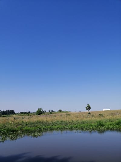 The image depicts a tranquil natural landscape on a clear, sunny day. In the foreground, a body of calm water reflects the bright blue sky and the surrounding vegetation. The water's surface is smooth, with some aquatic plants visible along the edge. Beyond the water, a strip of lush green reeds and grass borders a field of dry, golden grass. Further in the background, a sparse line of trees runs across the horizon. A single, slender tree stands prominently in the middle ground, its silhouette sharp against the sky. In the far distance, a white rectangular structure is visible on the right side of the frame, possibly a building or a shed. The overall impression is one of rural serenity, typical of the Ukrainian countryside, and could represent a scene in or near the city of Lanivtsi, Ukraine. There are no people or animals visible in the image.