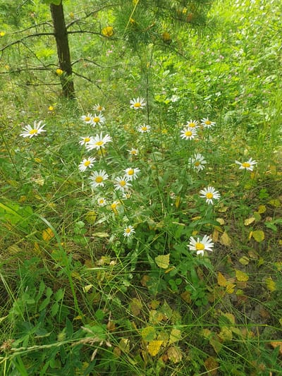This is a photograph of a field of daisies in the city of Mukhametovo, Russia. The daisies are white with yellow centers and are surrounded by green grass and some fallen yellow leaves. There is a thin tree trunk in the background with pine branches overhead. The scene appears to be in a natural outdoor setting, possibly a meadow or a wooded area. There are no people or animals visible in the image.