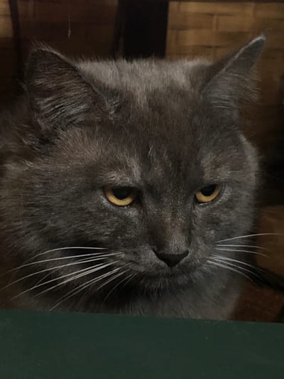 This media file is a close-up, vertical, indoor photograph of a gray cat. The cat's head is tilted, and it is looking slightly upwards and to the right. Its eyes are a striking yellow with dark pupils. The cat has long, white whiskers that are prominent against its dark fur. The background is out of focus and appears to be a textured surface, possibly wood or woven material, in warm brown tones, with a dark green vertical element on the right side of the frame. The lighting suggests an indoor setting, possibly dim. There is no text visible in the image. The image's orientation is such that the cat's head is towards the top of the frame and its body would be towards the bottom.