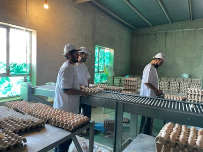 This image depicts an indoor egg processing and packaging facility located in Shuyene Vosta, Afghanistan. Three adult males, all wearing white short-sleeved shirts and white baseball caps, are actively engaged in handling eggs on a metal conveyor belt system. Each man has a beard.
The facility features concrete or cement-rendered walls, with large rectangular windows on the left, partially covered by a green mesh or film. A single bare incandescent light bulb hangs from the ceiling in the upper left, providing supplemental illumination. Stacks of brown pulp egg cartons (trays) are visible throughout the background and mid-ground, indicating a high volume of product.
On the left side of the conveyor, two men stand side-by-side. The man in the foreground is holding a full tray of brown eggs, appearing to place it onto or remove it from the conveyor. The second man stands slightly behind and to his right, also facing the conveyor. On the right side of the conveyor, a third man is leaned over the machinery, arranging or inspecting eggs in trays. The conveyor belt is laden with numerous filled and partially filled egg trays containing both brown and white eggs. The floor beneath the conveyor appears to be concrete.