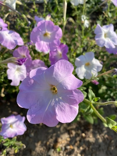 The image shows a close-up of light purple petunias in bloom. The flowers are the primary focus, with soft petals and visible stamens in the center. Some white petunias are also present in the background, slightly out of focus. The surrounding environment appears to be a garden bed with soil and green foliage. The lighting suggests it is daytime, likely with bright sunlight casting shadows. There are no people or animals visible in the image. The scene is a natural outdoor setting, likely a garden or park within Ventsy, Russia.