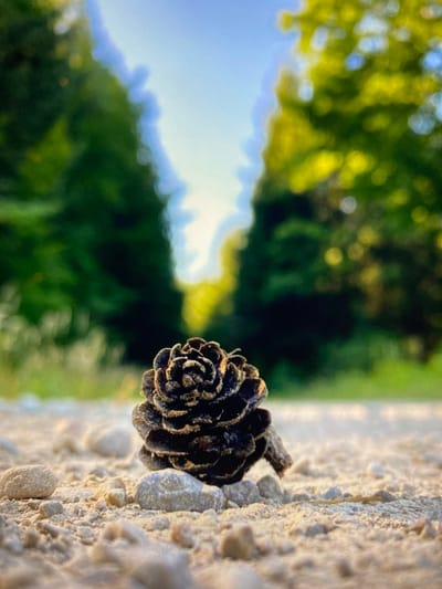 A close-up, low-angle shot features a pinecone resting on a gravel path. The pinecone is dark brown and detailed, with its scales clearly visible. The path is composed of small, light-colored stones and sand. In the blurred background, a tunnel-like opening is framed by tall, green trees, with a bright sky visible in the distance. The lighting suggests it is daytime, possibly late afternoon, given the warm tones. The scene is set in a natural, outdoor environment, consistent with a park or forest trail. There is no indication of the specific location within Purkersdorf, Austria, beyond it being a natural setting. No people or animals are present.