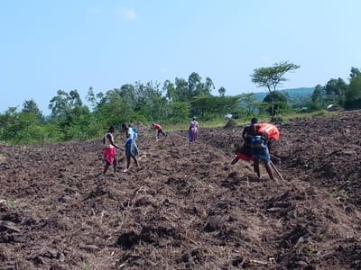 A group of people are working in a large, freshly plowed field under a clear blue sky. Most are scattered across the field, tilling the soil, while some are gathered near the center. The field is surrounded by lush green trees and vegetation, extending towards the horizon. The landscape suggests a rural setting, possibly an agricultural community relying on manual labor for farming.