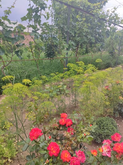 This is a medium-angle, eye-level, vertical shot of a garden in Жаңы-Абад, Kyrgyzstan. The garden is filled with various plants, including lush green foliage, delicate yellow flowers, and vibrant red and pink roses. In the background, grapevines are visible, with small green grapes hanging from their branches. A brick building with a white roof is partially visible behind the grapevines. The scene appears to be set during the daytime, with an overcast sky. The overall atmosphere is peaceful and natural, suggesting a well-tended garden. There are no people or text visible in the image.
