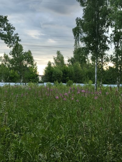 The image shows a natural scene with trees and vegetation, likely in Цибино, Russia. On the left side of the frame, tall green trees, including what appears to be birch trees with white bark, dominate the view. Power lines are visible strung between poles, suggesting proximity to human infrastructure. The sky above is overcast with clouds, hinting at a potentially gloomy or overcast day. On the right side of the image, a dense field of green vegetation, including tall grasses and some flowering plants with small purple blossoms, creates a vibrant contrast to the trees and sky. The vegetation is lush and appears to be growing wild. The overall impression is one of a natural landscape, possibly on the outskirts of a settlement, with elements of both nature and human presence. The lighting suggests it might be daytime, possibly late afternoon or early evening, given the diffused light through the clouds. No people or specific objects are the primary focus, but the elements of nature and the presence of power lines are key features of the scene.