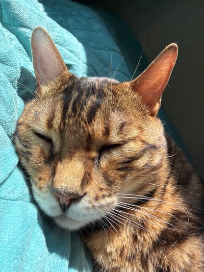 A close-up, eye-level shot captures a tabby cat sleeping on a textured turquoise blanket. The cat's eyes are closed, and its face is turned slightly to the left. Sunlight illuminates the cat's fur, highlighting its brown and black stripes, and its long white whiskers. The blanket has a soft, plush texture and appears to be slightly wrinkled. The background is dark and out of focus, suggesting an indoor setting. There are no people or other animals visible in the image. The scene is calm and peaceful, evoking a sense of relaxation. There is no indication of the location being Blagoveshchenskoe, Russia.