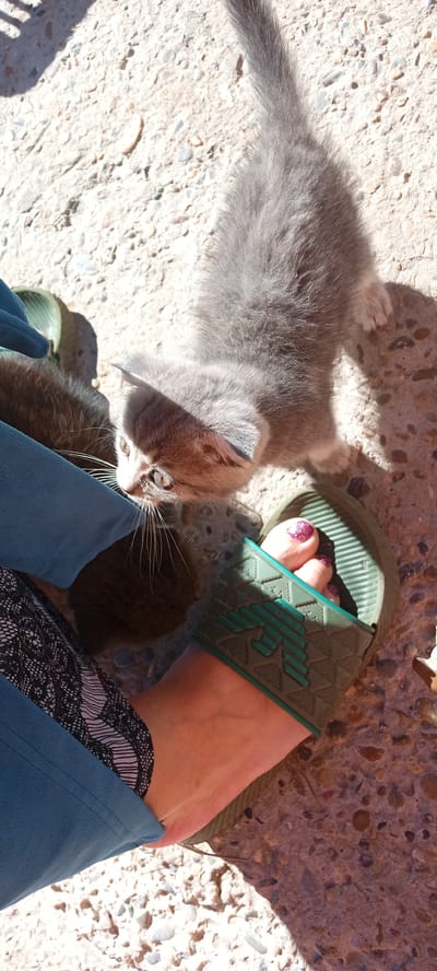 A close-up, high-angle shot shows a person's foot wearing a green sandal and a grey kitten sitting on a textured concrete surface. The kitten is looking towards the right side of the frame. A blue garment is visible on the left, and a dark patterned fabric is partially visible underneath it. The environment appears to be outdoors with shadows cast on the ground.