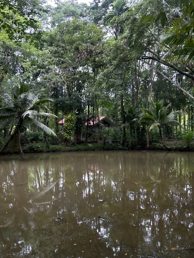 The image captures a serene, lush tropical scene in Chiang Dao, Thailand. A murky brown body of water, possibly a pond or canal, occupies the lower half of the frame, providing reflections of the surrounding vegetation and an overcast sky. Subtle ripples are discernible on the water's surface, with minor debris floating. The midground features a dense embankment covered in various green plants and several palm trees, notably large coconut palms on both the left and right sides, leaning over the water. Behind this foliage, a small house with a distinctive red-tiled roof and dark walls is partially visible, largely enveloped by trees and vibrant green-yellow climbing plants. The background consists of a dense, multi-layered canopy of tall, broadleaf trees, indicative of a tropical forest, with patches of bright, diffused sky visible through the upper foliage. No individuals or specific activities are observed.