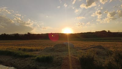 This is a wide-angle, eye-level, outdoor photograph taken at sunset in the vicinity of Sankt Pölten, Austria. The scene depicts a rural landscape with a field of golden crops in the foreground, appearing to be harvested wheat or barley. In the middle ground, there is a large, conical pile of dried grass or hay, with a grey object, possibly a large hay bale, resting on top. A dense line of dark green trees forms a horizon across the middle of the image, obscuring the base of a gently rolling hill. The sky is a soft gradient of pale blue to warm orange, with scattered, fluffy white clouds. The sun is low on the horizon, positioned slightly right of center, emitting strong lens flares that create a bright, starburst effect and a red circular flare to the left. In the distance, silhouetted against the sky on the tree line, are two wind turbines. The overall atmosphere is peaceful and serene, characteristic of a rural sunset.