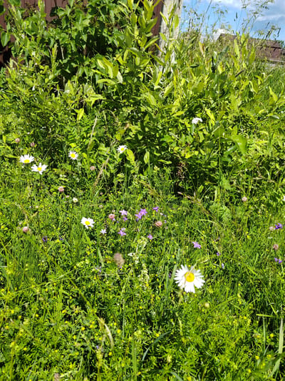 A bright, medium shot shows a close-up of a wildflower meadow with green grass and a variety of flowers. The meadow is dense with vegetation, with a large, leafy bush or tree dominating the background, casting shadows. White daisies with yellow centers are scattered throughout the scene, as are small purple and pink flowers, and tiny yellow flowers. The sky above is a clear blue with some wispy white clouds, suggesting a sunny day. The light is bright, indicative of midday. The setting appears to be a rural area, possibly a field or garden edge in Zhal'skoe, Russia, given the presence of the bush and what looks like a wooden fence or wall behind it. There is no discernible activity or event taking place, and no people are visible. The overall mood is serene and natural. No text is visible.
