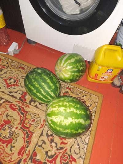 In a room with an orange tiled floor, three watermelons are arranged on a patterned rug. The watermelons are green with darker green stripes and appear to be whole. To the right of the watermelons, a large yellow plastic container with Chinese text and an image of a smiling cat is visible. Behind the watermelons, a white washing machine is partially visible. A power cord runs from the washing machine and plugs into an electrical outlet on the floor. A partially full plastic bottle with a yellow label is also on the floor to the left of the outlet. The scene suggests a domestic setting within a city, possibly Ынтымақ ауылдық округі, Kazakhstan.