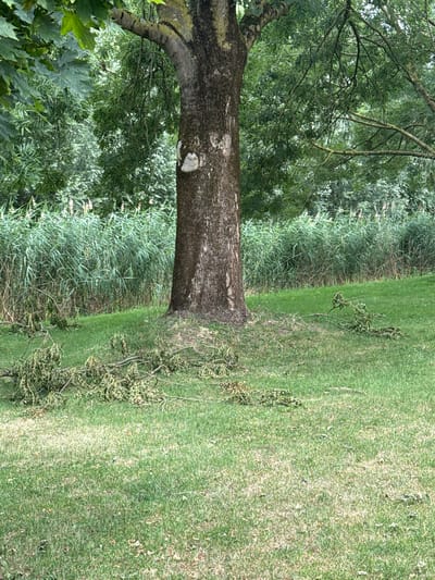 An outdoor, medium-shot, eye-level photograph captures a large tree trunk dominating the center of the frame. The tree has rough, dark bark and a mossy texture on its upper trunk, with some light-colored, irregular markings. A cluster of fallen branches, some with dry leaves still attached, is scattered on the green grass at the base of the tree. Behind the tree, a dense wall of tall, green reeds or grasses forms the background, interspersed with the foliage of other trees. The ground is covered in a manicured lawn with areas of patchy growth and some dried grass. The lighting suggests an overcast day. The scene is located in the city of Bemmel, Netherlands, likely in a park or natural area. There are no people or animals visible in the image.