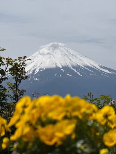 This captivating daytime landscape image, rotated 90 degrees clockwise from its original orientation, features the majestic Mount Fuji in the background, partially framed by vibrant yellow flowers and green foliage in the foreground.
In the left half of the frame, a dense cluster of bright yellow flowers, largely out of focus, creates a soft, colorful foreground element. Interspersed with these flowers are greener leaves and slender branches, providing a natural frame.
Dominating the mid-ground and background is the iconic Mount Fuji, its impressive snow-capped peak and upper slopes clearly visible. The mountain's characteristic conical shape is prominent, with stark white snow patches contrasting against the darker rock. A subtle wisp of cloud or atmospheric vapor is discernible near the summit, adding to its mystical quality.
The sky behind Mount Fuji is a clear, light blue, with scattered white clouds, particularly around the mountain's upper regions and extending towards the right. The bright and even illumination suggests a clear day, likely late morning or early afternoon. The scene offers a picturesque view, characteristic of the area around Fujikawaguchiko, Japan. There is no visible text in the image. The composition artfully uses the blurred foreground to enhance the visual impact of the distant, well-defined mountain.