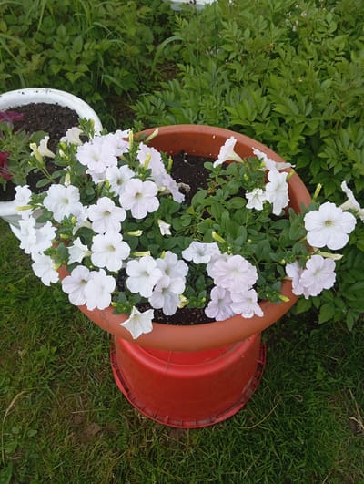 A close-up, eye-level, outdoor shot captures a terracotta pot overflowing with white petunias, situated on a red plastic base in a grassy area. The pot is positioned to the right of the frame, with its contents spilling over the edge. Behind the pot, lush green foliage forms a dense background, suggesting a garden setting. To the left of the pot, a white planter is partially visible, containing soil and the hint of some darker flowers. The scene is captured during daylight, with natural lighting illuminating the plants and their surroundings. The image appears to be taken in a residential or public garden space.
