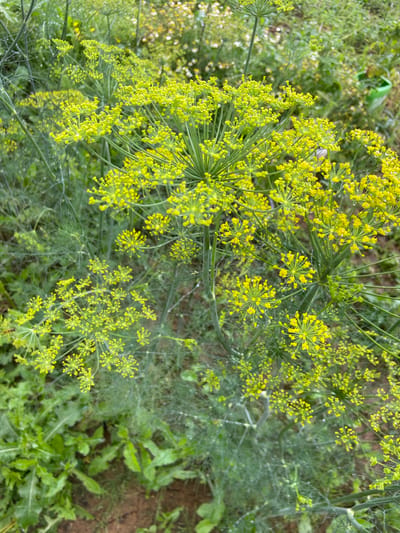 The image is a close-up, high-angle shot of blooming dill plants. The dill flowers are a vibrant yellow and appear in clusters, forming umbrella-like shapes. The feathery green foliage of the dill plant fills most of the frame, with some out-of-focus green leaves and brown soil visible in the background. The overall impression is one of lush, natural growth. There are no people or animals visible in the image. The scene is likely a garden or a field, typical of a rural or suburban setting. The reference to Meshcherskoye, Russia, suggests a geographical context for this naturalistic scene.