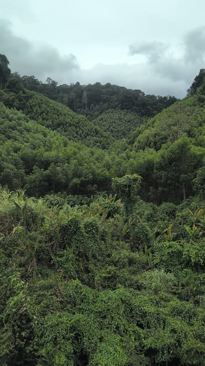 The image depicts a lush, dense jungle covering rolling hills under a cloudy sky. The vegetation is predominantly green, with varying shades indicating different types of trees and foliage. In the foreground, thick vines and large-leafed plants dominate, creating a dense undergrowth. Banana trees are identifiable amidst the vines. The midground and background are filled with a vast expanse of trees, with the density suggesting a cultivated area, possibly a coffee plantation, given the context of Trường Sơn Commune, Vietnam, which is known for its coffee production. The overall impression is one of abundant natural growth, possibly managed for agricultural purposes. The environment is humid and tropical, with the overcast sky suggesting a recent or impending rainfall. There are no people or animals visible in the image.