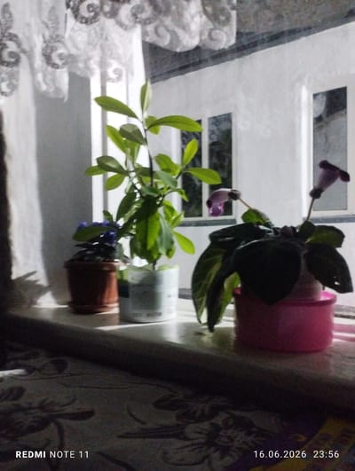 A dimly lit, indoor still life is presented, featuring three potted plants on a windowsill. The windowsill itself is covered by a dark fabric with a floral pattern, creating a textured foreground. The background reveals a white-trimmed window with multiple panes, through which the exterior is not visible.

On the left, a small plant with purple flowers sits in a brown pot with a matching saucer. Next to it, a taller plant with bright green leaves stands in a white cylindrical pot. To the right of these, a plant with dark, broad leaves and two delicate, elongated purple flowers is housed in a bright pink pot.

The overall lighting is soft and diffused, possibly from ambient room light or the light coming through the window. The image also includes a timestamp in the bottom right corner: "16.06.2026 23:56", and a device model indicator in the bottom left: "REDMI NOTE 11". The location is identified as Novonikolaevka, Kyrgyzstan.