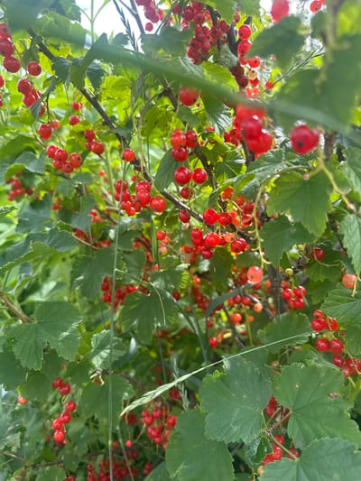 The image shows a close-up view of a red currant bush, laden with ripe, red berries. The berries are small, round, and translucent, clustered tightly on thin stems. They are suspended amidst lush green leaves, which are broad and lobed with serrated edges. Some leaves are lighter green, possibly due to sunlight filtering through, while others are a deeper shade. The branches of the bush are visible, appearing woody and dark. The background is a blur of green and some bright areas, suggesting dappled sunlight and perhaps the sky. The composition is organic, with the natural growth of the plant dominating the frame. There is no text visible in the image. The scene depicts a natural setting, likely a garden or countryside in Karachino, Russia, during a time of year when the red currants are in season, which is typically during the summer months. The lighting suggests it might be daytime, possibly late morning or afternoon, with the sunlight creating highlights on the berries and leaves. There are no people or animals present, and the focus is entirely on the abundance of the fruit. The overall impression is one of natural abundance and the beauty of ripening fruit.